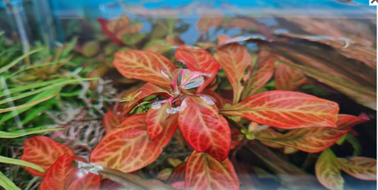 Ludwigia “Red Skeleton” 5 Stems