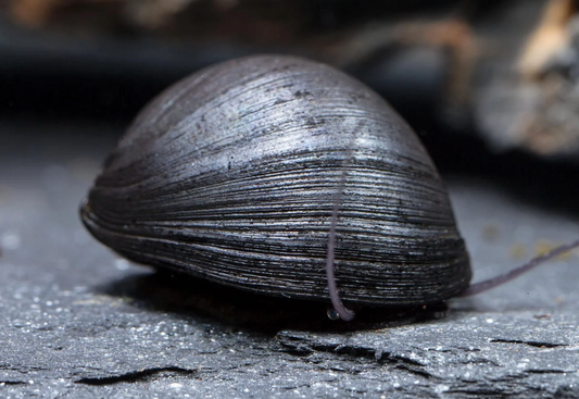 3 Black Helmet Nerite Snails – Algae Eater | Live Freshwater Snail