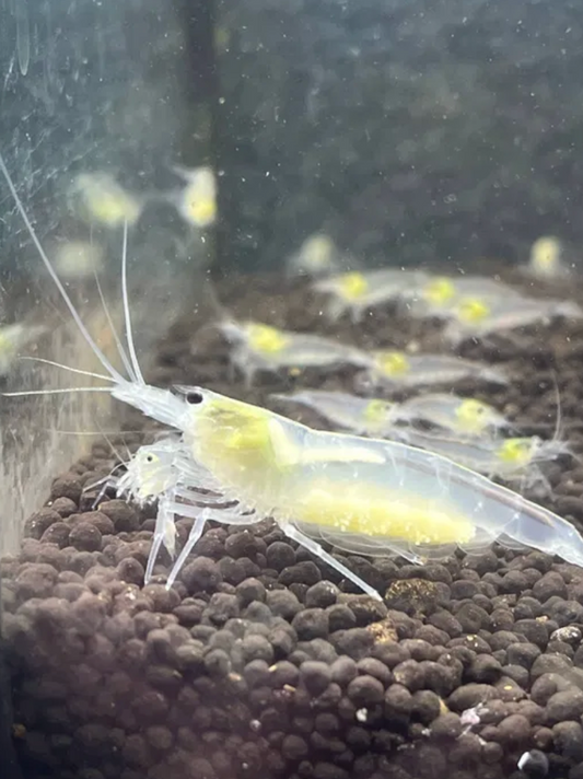 Snow White Amano Shrimp