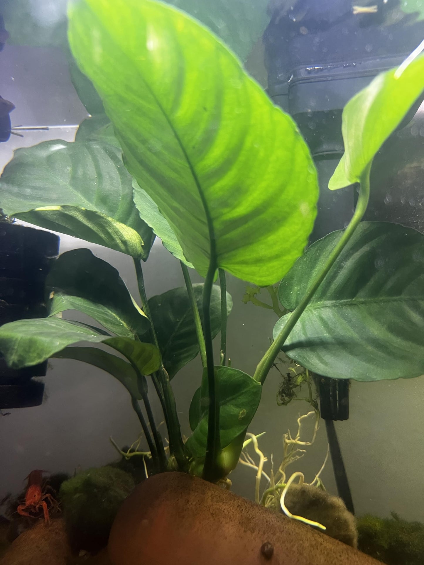 Generic Anubias Pack Live Aquarium Plants for Fish Tank and Ponds, Green