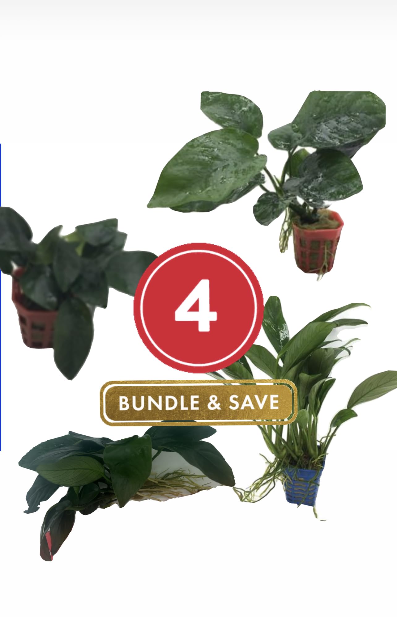 Generic Anubias Pack Live Aquarium Plants for Fish Tank and Ponds, Green