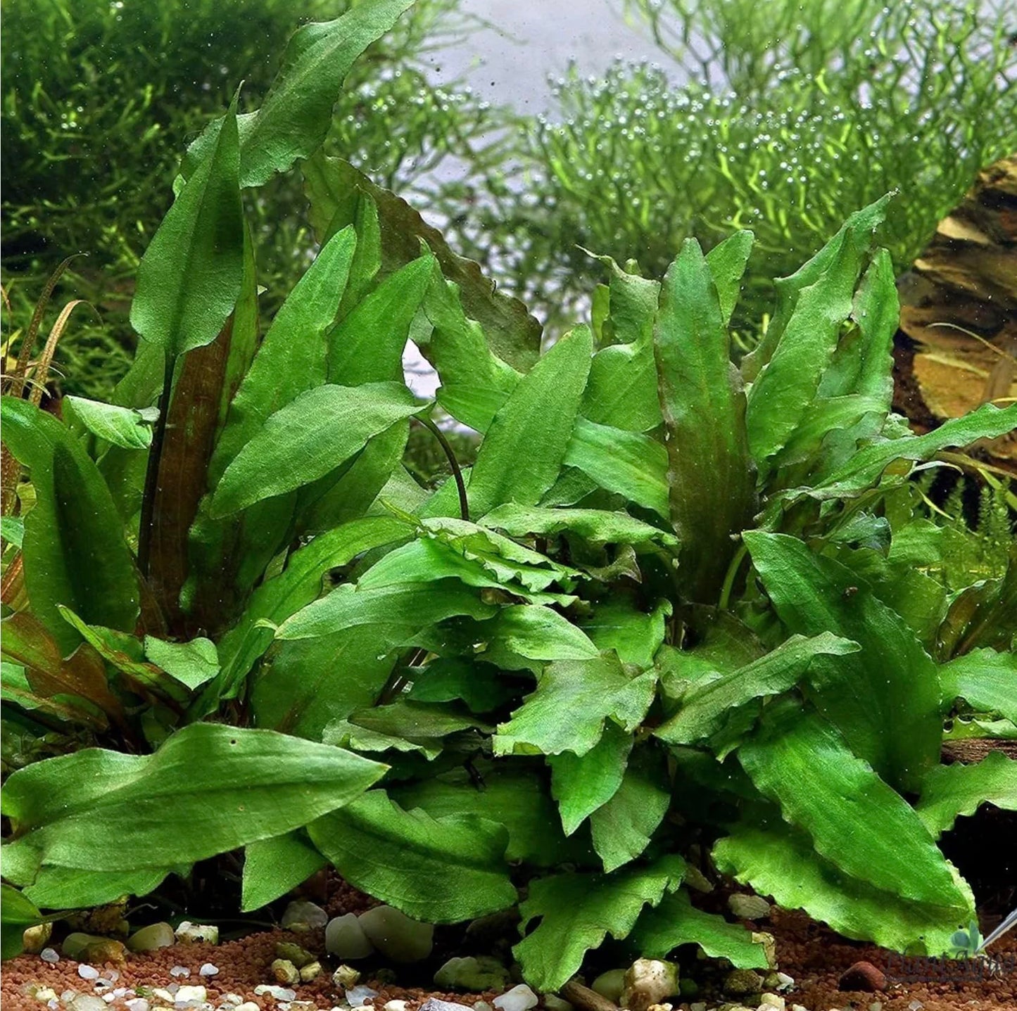 Cryptocoryne Wendtii Green Crypt Wendtii Green Easy Live Aquarium Plants