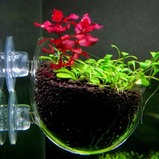2 Aquarium Plant Holder for Fish Tank, Fish Tank Ornament for Aquascape Decoration, Small Glass Fish Tank Plant Stand for Freshwater and Marine Aquarium (2 Pack)