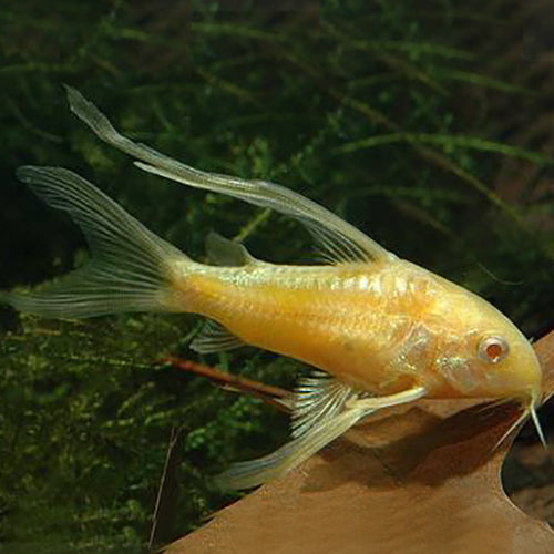 Albino Longfin Corydoras