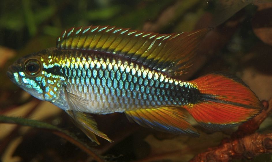 Apistogramma Agassizii  Live Freshwater Dwarf Cichlid/Peaceful Aquarium Fish