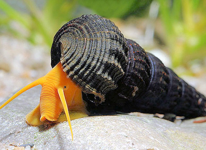 Orange Poso Rabbit Snail