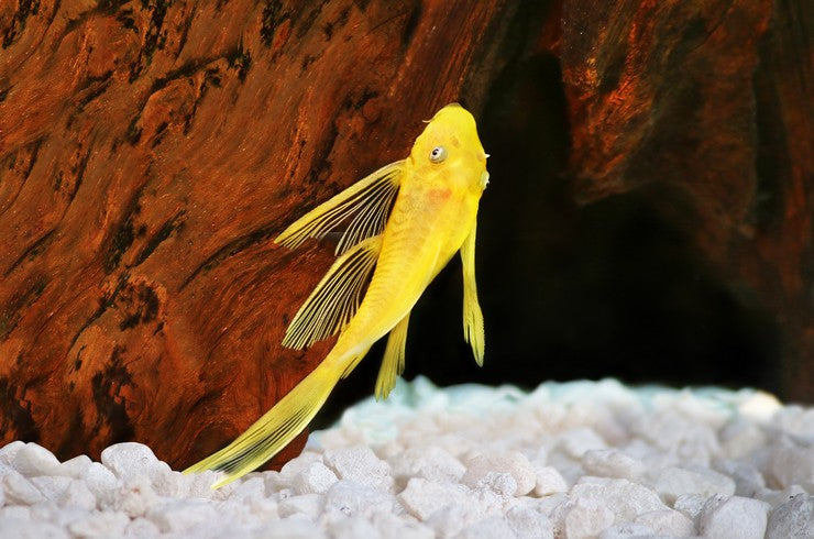 Long Fin Blue-Eyed Lemon Long Fin Bristlenose Pleco (L144) – 1-1.25”