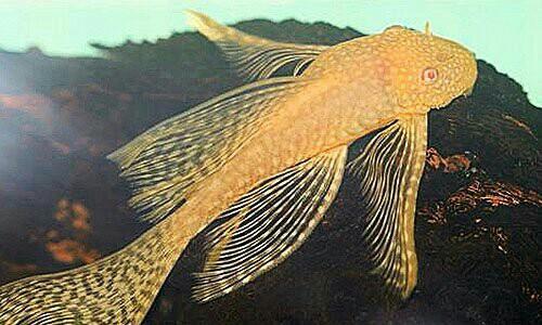 Long Fin Albino bushynose pleco 1-1.5"