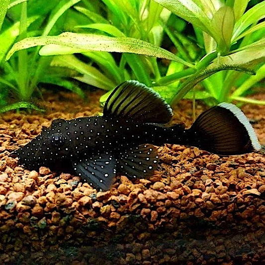 L183 Starlight Bristlenose Pleco (Ancistrus dolichopterus) – Approx. 1.25"