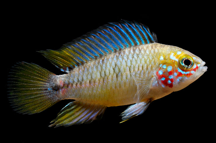 Apistogramma Borellii “Opal” – 1.5" Unsexed – Dwarf Cichlid