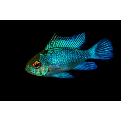 ELECTRIC BLUE RAM - 1–1.25" - Live Aquarium Fish