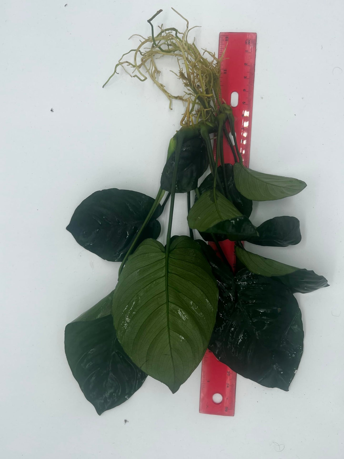 Anubias Barteri Easy Live Aquarium/Fish Tank and Pond Aquatic Plant