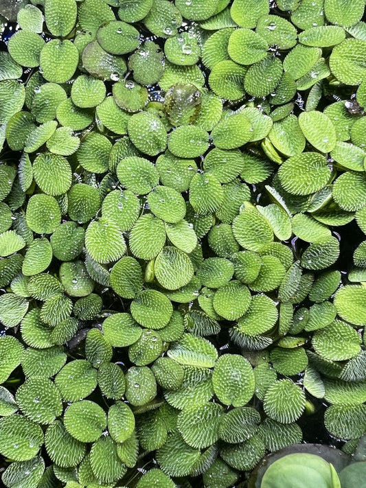 Generic 50 + Water Spangles Salvinia Minima Live Aquarium Floating Plant, Green