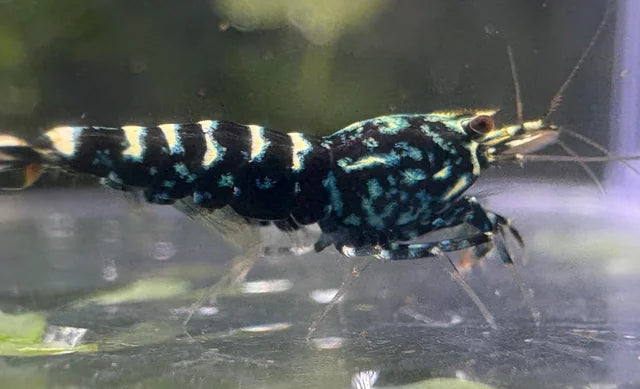 Black Pinto Shrimp – Caridina Pinto Shrimp