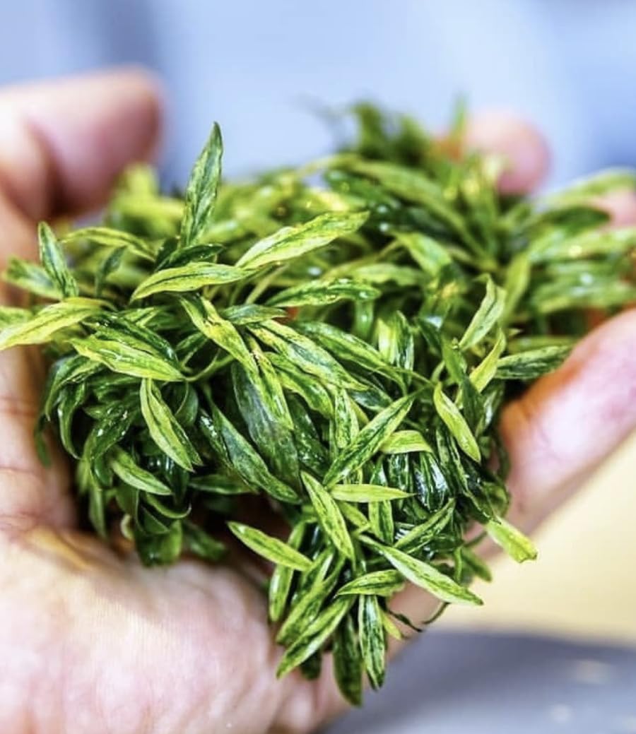 Anubias Glabra Variegated – Live Aquarium Plant for Aquascaping, Low-Maintenance Freshwater Decor