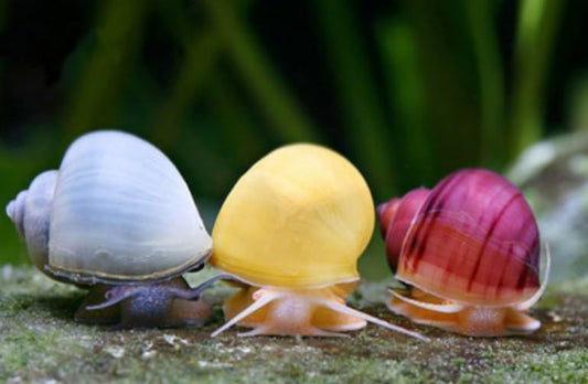 3 Assorted Live Mystery Snails – Color Mix – Great for Freshwater Aquariums