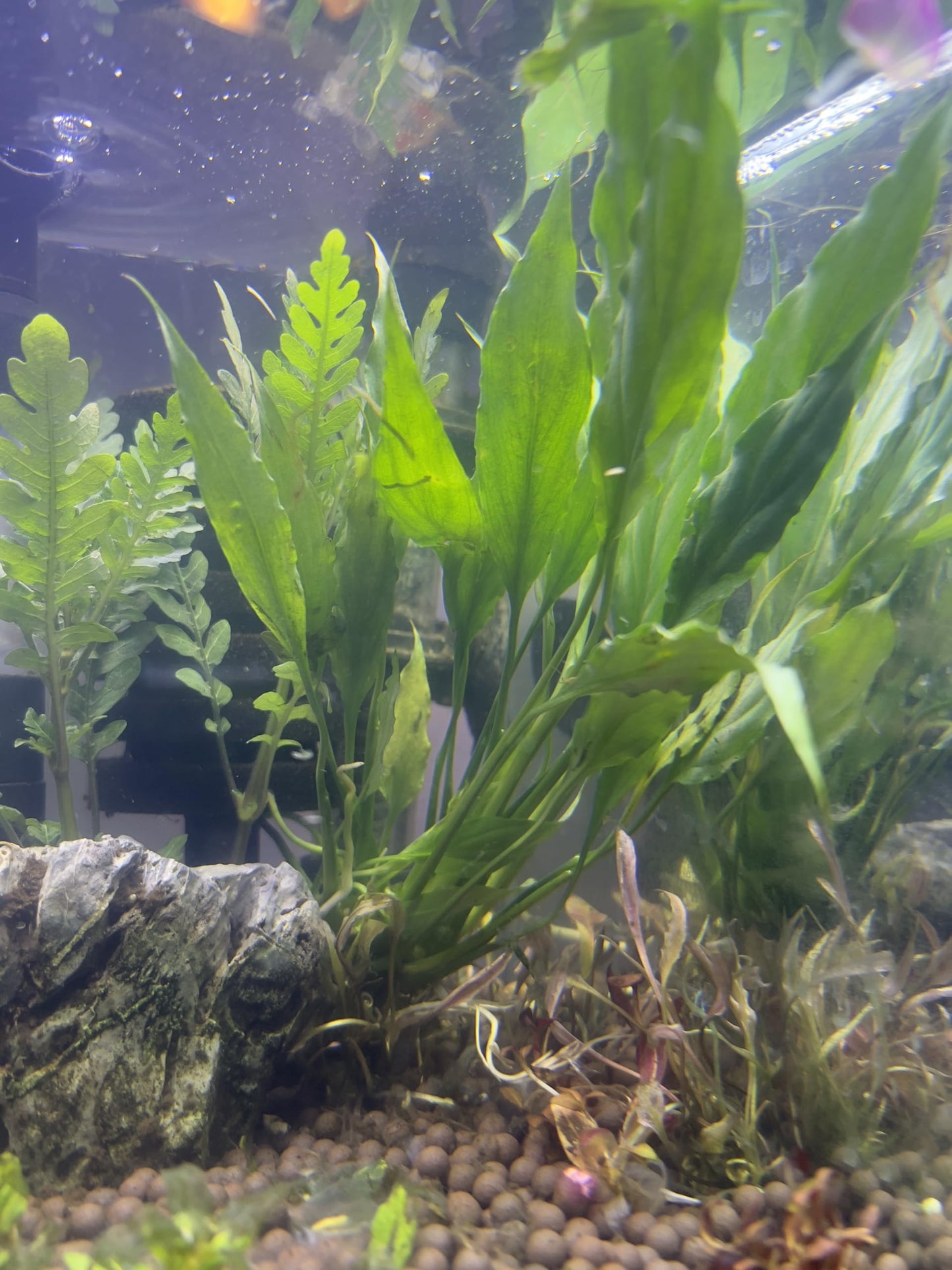 Anubias Minima Easy Live Aquarium/Fish Tank and Pond Aquatic Plant