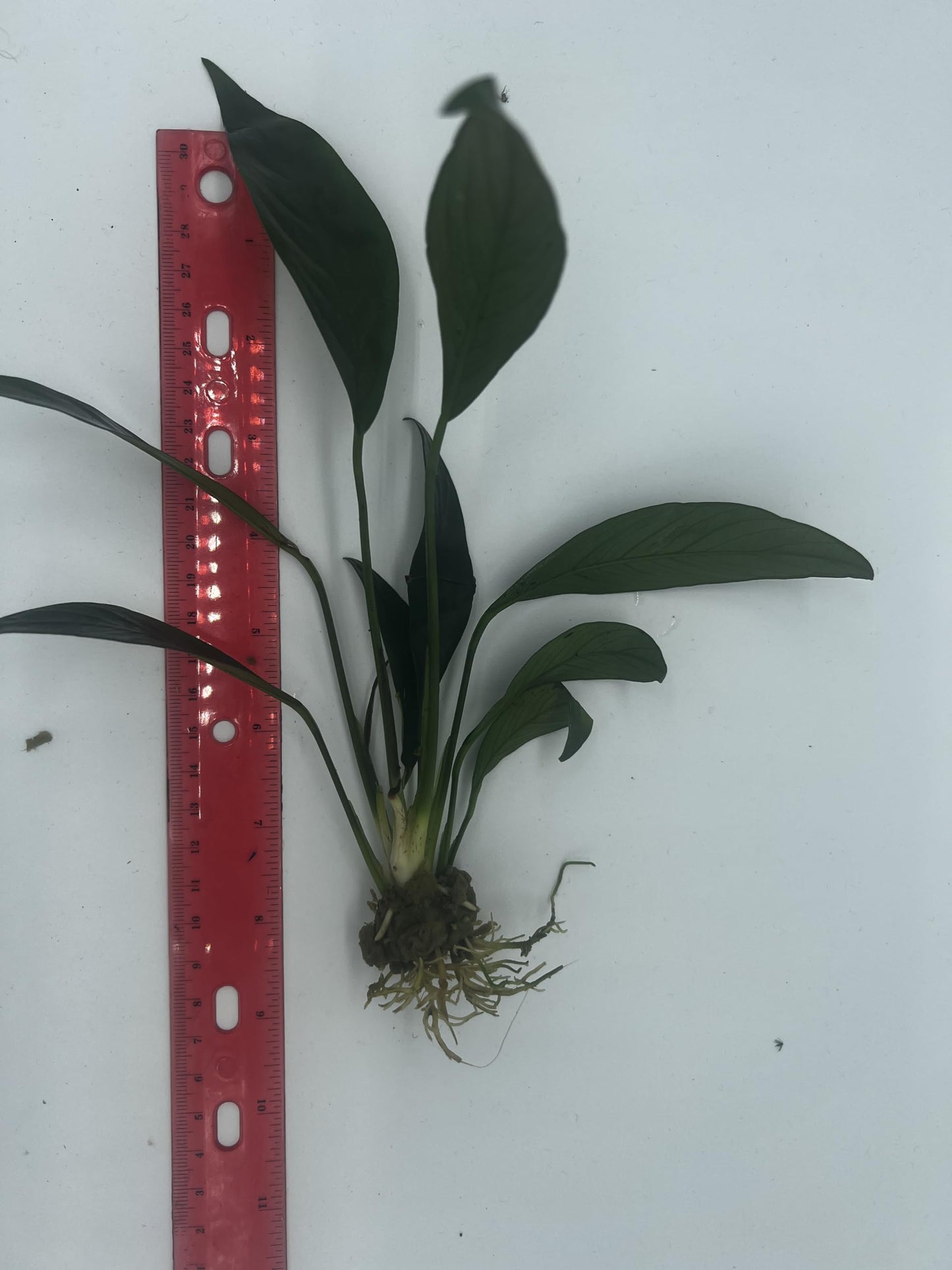 Generic XL Anubias Frazeri-Easy Live Aquarium Pond Aquatic Plant, Green