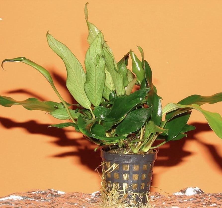 Anubias Glabra Variegated – Live Aquarium Plant for Aquascaping, Low-Maintenance Freshwater Decor