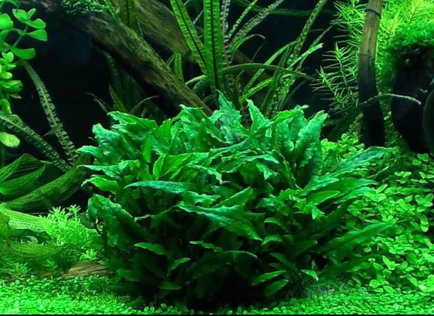 Cryptocoryne Wendtii Green Crypt Wendtii Green Easy Live Aquarium Plants