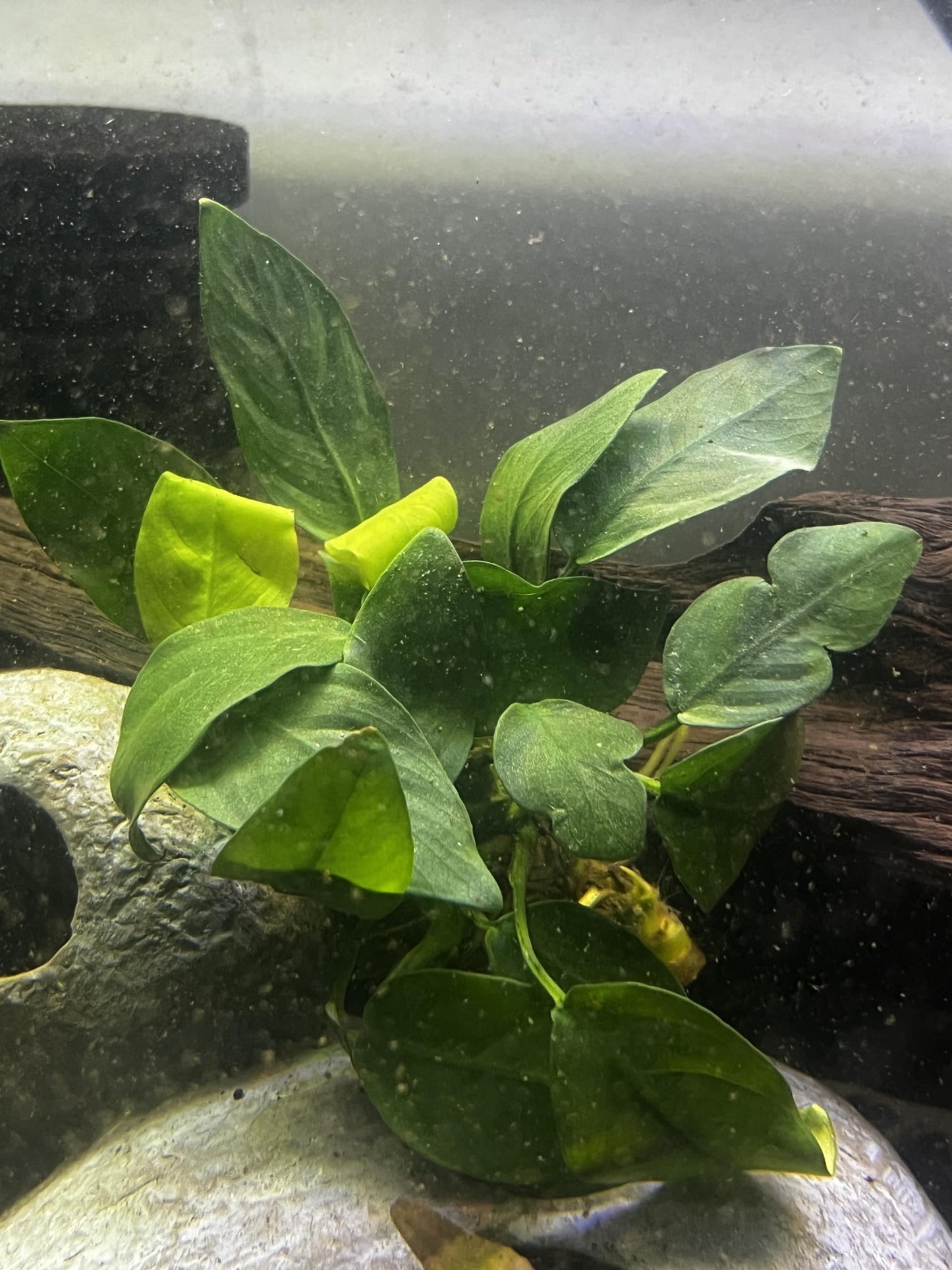 Generic Anubias Pack Live Aquarium Plants for Fish Tank and Ponds, Green