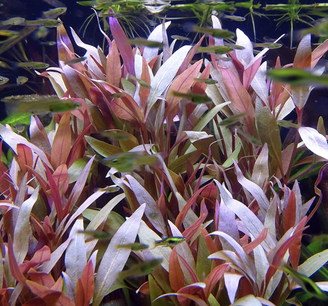 Alternanthera Reineckii 'Roseafolia' – Live Aquarium Plant – Vibrant Red-Pink Midground Plant – Freshwater Fish Tank Decoration