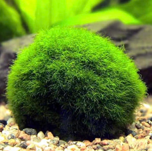 5 Moss Pebbles Balls for Fish Tank Decoration/Aquatic Balls