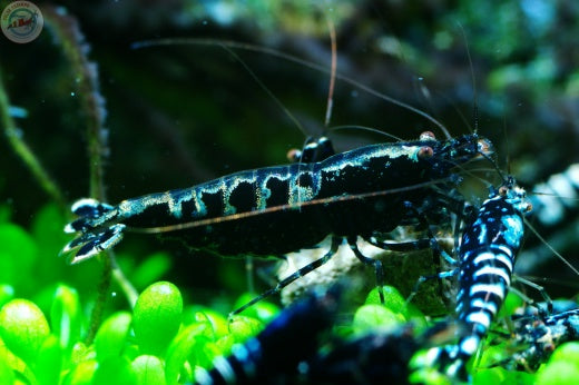 Black Pinto Shrimp – Caridina Pinto Shrimp