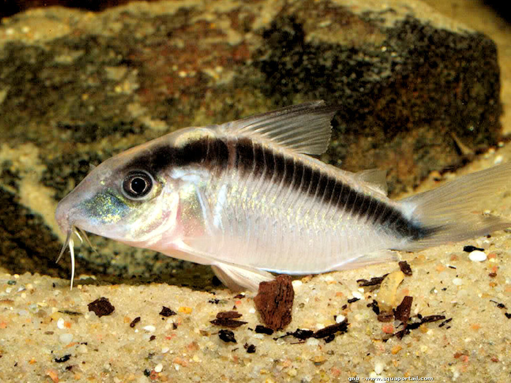 Large Skunk Corydoras (Corydoras arcuatus) /Adult Size/ Live Fish