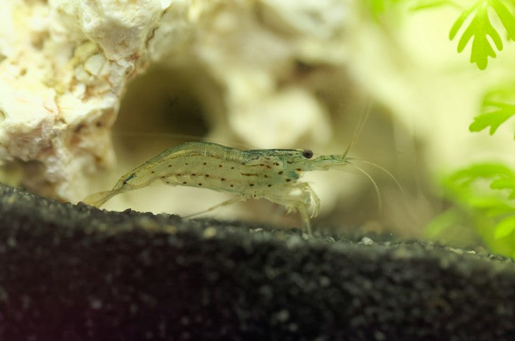 5 Amano Shrimp (Caridina multidentata) – Freshwater Algae Eater