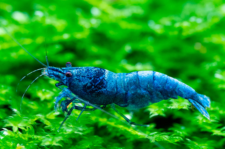 10 Blue bolt Caridina Shrimps / Freshwater Shrimps