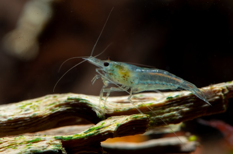 10+1 Blue Dream Shrimp (Neocaridina) – Freshwater Aquarium Shrimp