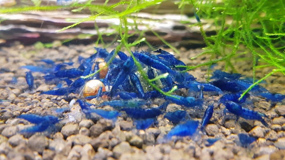 10+1 Blue Dream Shrimp (Neocaridina) – Freshwater Aquarium Shrimp