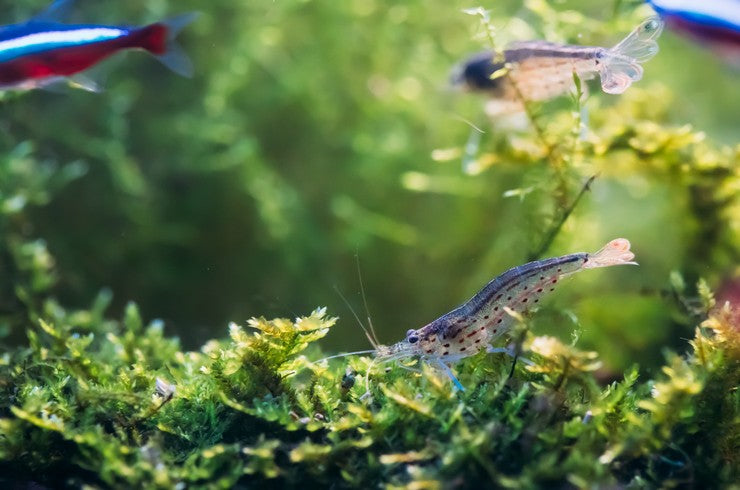 5 Amano Shrimp (Caridina multidentata) – Freshwater Algae Eater