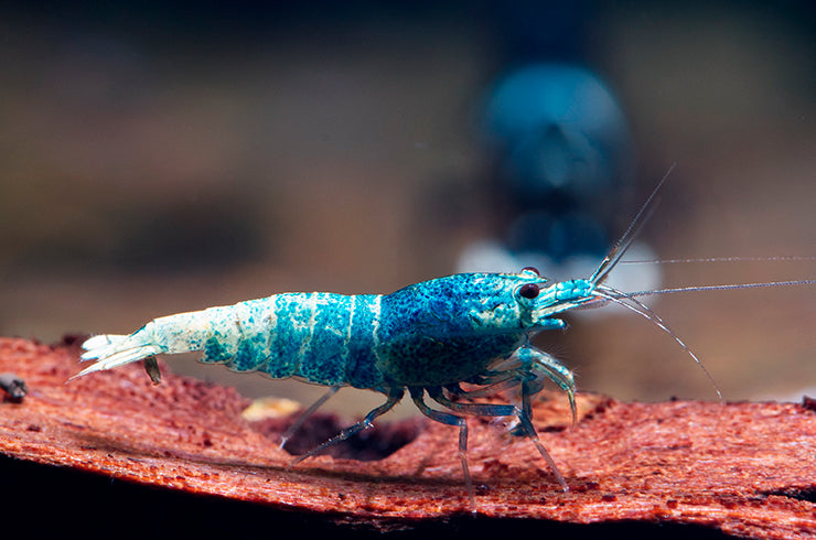 10 Blue bolt Caridina Shrimps / Freshwater Shrimps