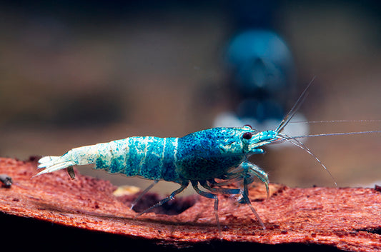 10 Blue bolt Caridina Shrimps / Freshwater Shrimps