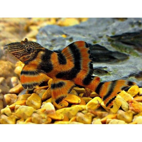 L397 Alenquer Tiger Pleco (Hypancistrus sp.) – Approx. 1.25" Live Aquarium Fish