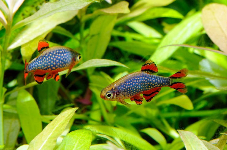 Galaxy Rasboras CDP/Celestial Pearl danios