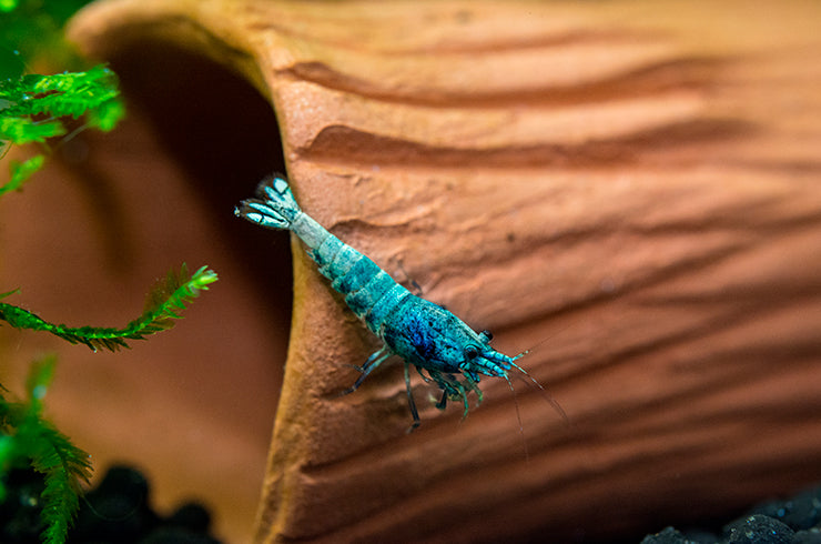 10 Blue bolt Caridina Shrimps / Freshwater Shrimps