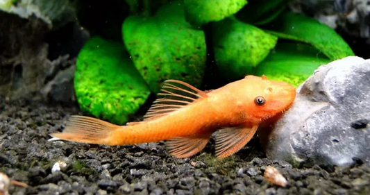 Super Red Bristlenose Pleco (1.5–1.75") – Live Freshwater Fish | Ancistrus sp.