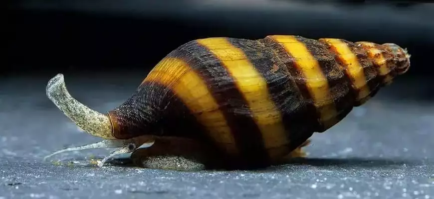 Assassin Snail (Clea helena)  Natural Pest Control / Live Freshwater Snails