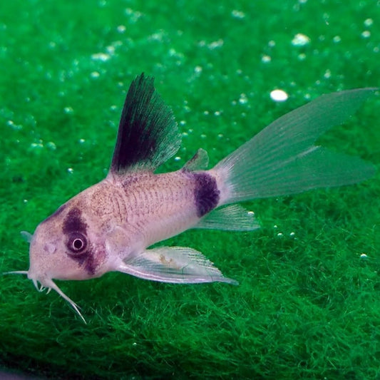 Long Fin Panda Corydoras / Live Aquarium Fish