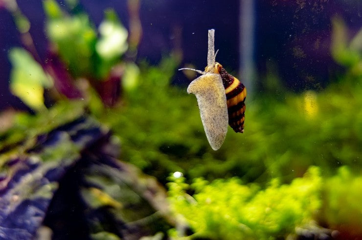 Assassin Snail (Clea helena)  Natural Pest Control / Live Freshwater Snails