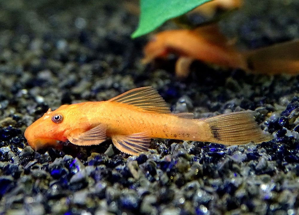 Super Red Bristlenose Pleco (1.5–1.75") – Live Freshwater Fish | Ancistrus sp.
