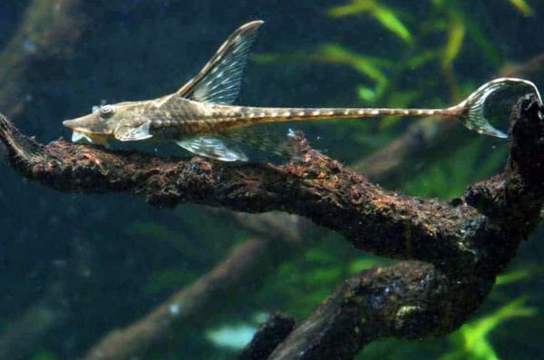 Royal Farlowella (1.5–2”) – Live Freshwater Catfish