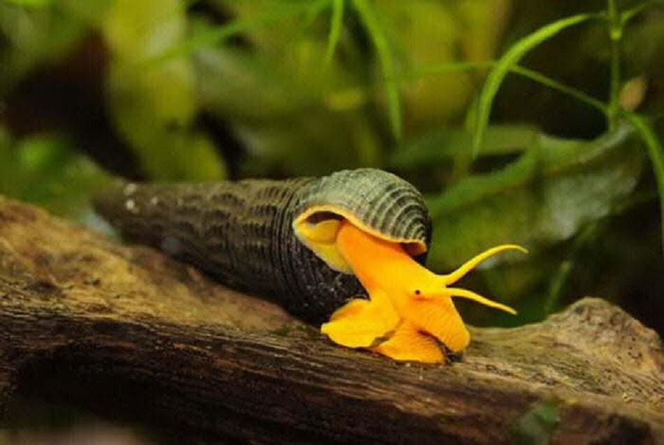 Orange Poso Rabbit Snail