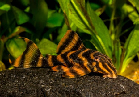 L306 "Blood Red Tiger Pleco"