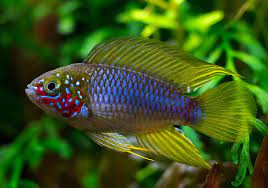 Apistogramma Borellii “Opal” – 1.5" Unsexed – Dwarf Cichlid